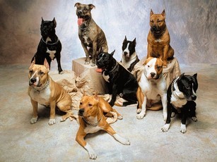 Formations pour les maîtres de chiens catégorisés