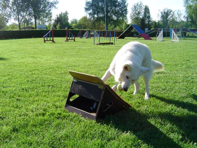 berger blanc suisse sur le lanceur de balle