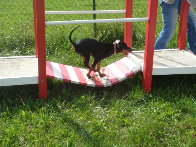 passage d'un chiot pinscher sur un pont