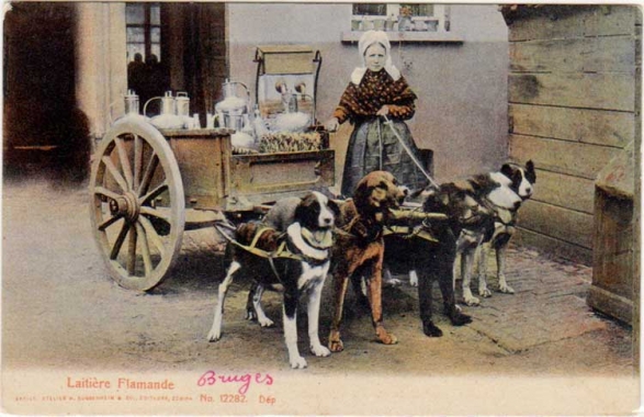 attelage canin
