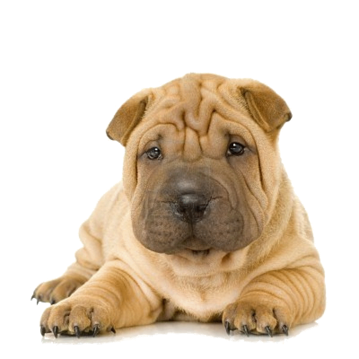 Dog Breed
