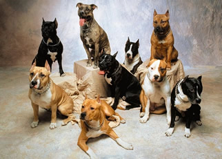 Groupe d'american staffordshire terrier